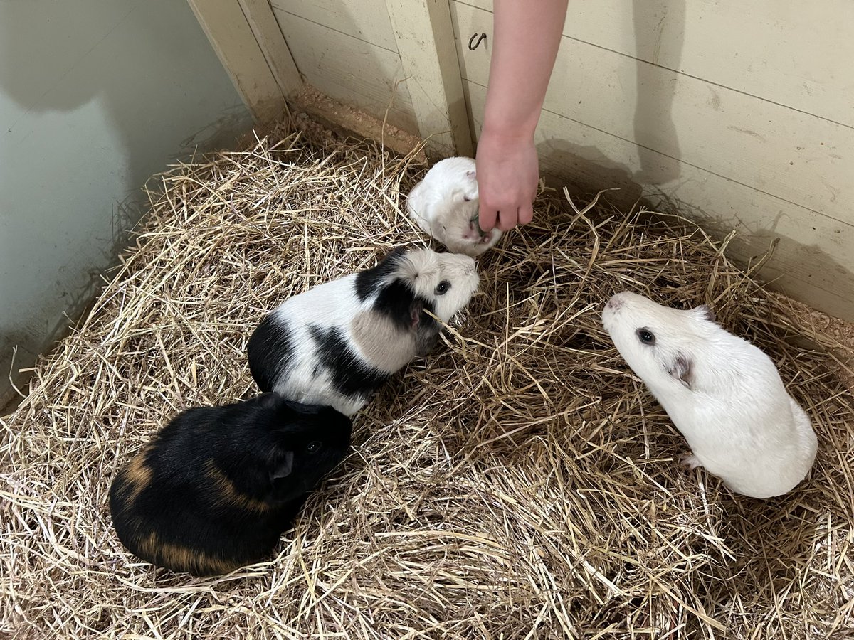 Katy__Perry's tweet image. Another fab day @WhitePostFarm never seen Willow so active before!