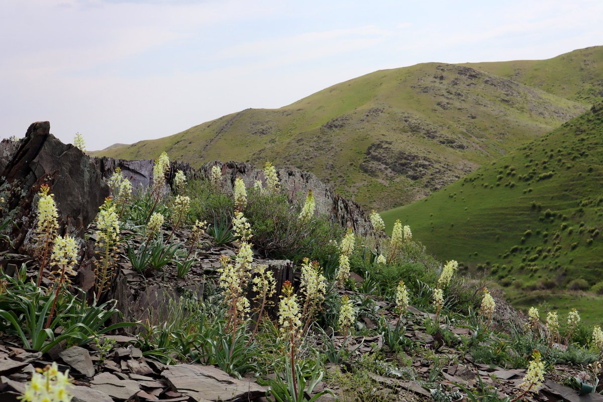 AlpinesJT's tweet photo. Scrambling up scree areas beside the road we was greeted with Eremurus lactiflorus on mass #Kazakhstan https://t.co/mAb0Y1r4v0