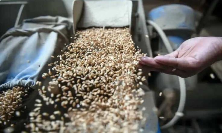 ملک بھر گندم کی اچھی فصل تیار ہونے کے بعد گندم کی قیمتوں میں اچھی خاصی کمی واقع ہوئی، جس کے بعد ملک کے…👇

theviewsnetwork.com/Urdu/article/3…

#NationalNews
#02Feb2024
#Wheat 
#Flour  
#Price   
#TVN
#TVNUrdu
#TVNNational 
#TheViewsNetwork