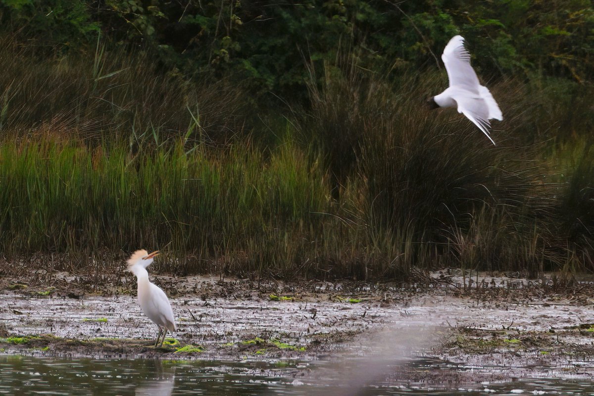 Distant Cattle Egret, being harassed by a gull, at Lodmoor this morning...