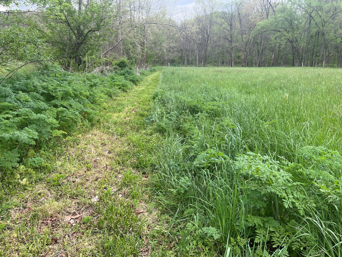 Extension Forage Specialist, Dr. Keith Johnson recommends checking field edges to see if poison hemlock is invading forage fields before harvest or grazing begins. Avoid feeding forage infested with poison hemlock. extension.entm.purdue.edu/newsletters/pe…