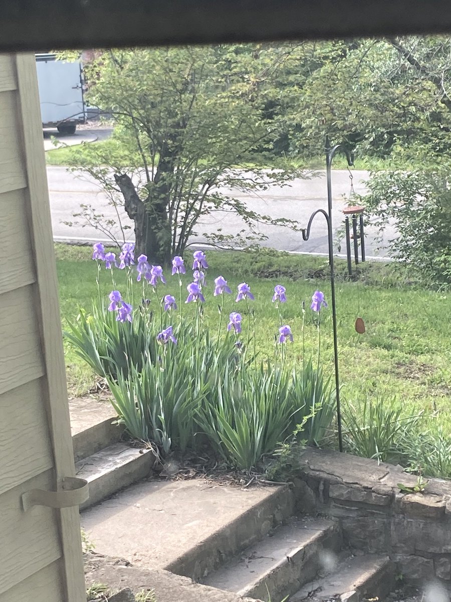 Bearded Irises looking sharp today. Note our new wind chime.