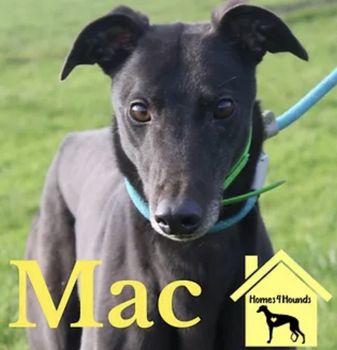 Mac is doing well in foster and is really looking towards his next step of a permanent family. Overall he’s been really settled, some dogs can grab his attention and he will have a little something to say but then he walks on. 
Mac is partly crate trained and is happy to be so.
