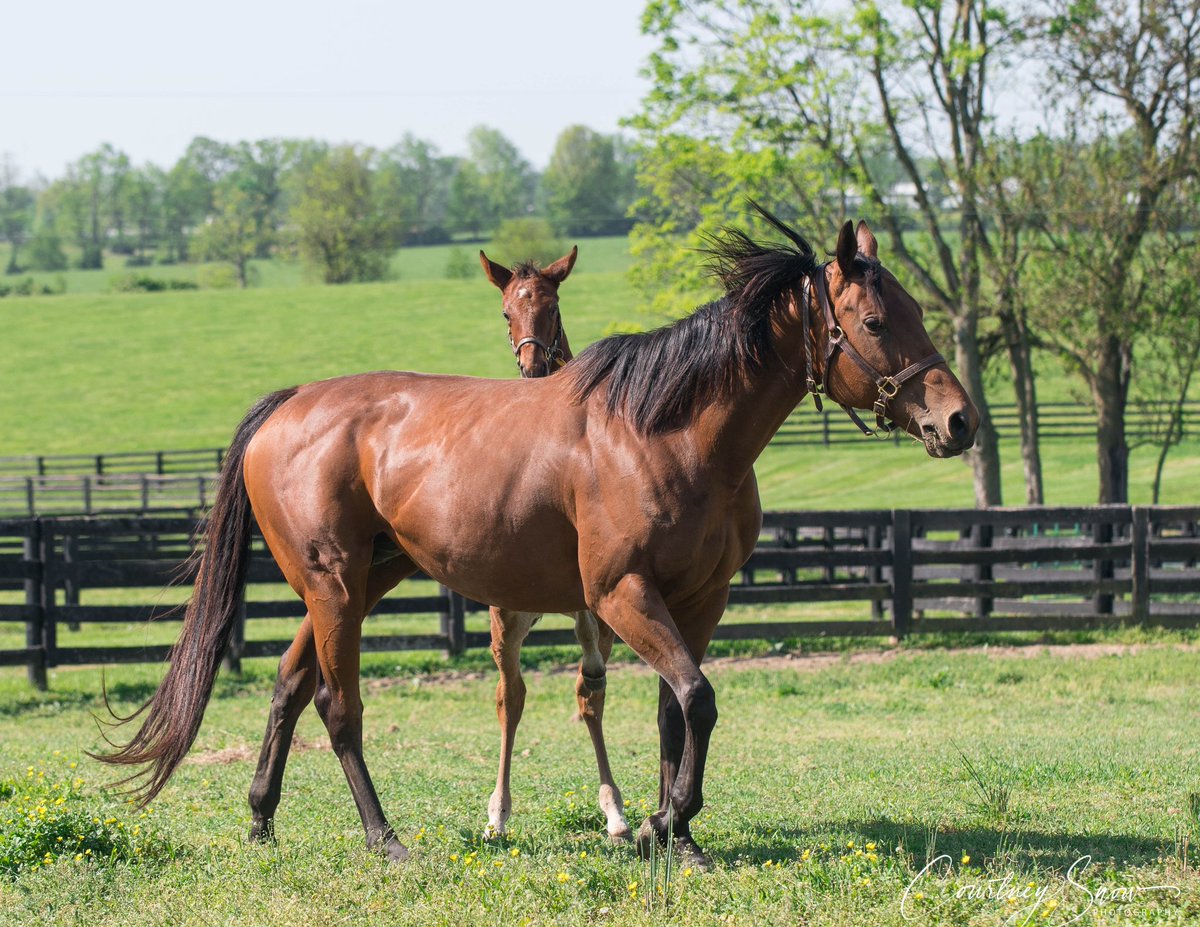 Multiple graded stakes winner Merneith (American Pharoah) with her first foal, a colt by champion Flightline 

Spendthrift Farm purchased Merneith for $2,000,000 last year at the Fasig-Tipton November sale while pregnant.