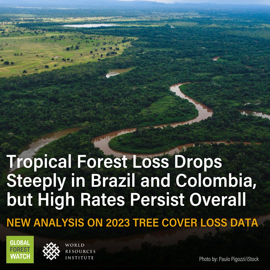 2023 saw dramatic reductions in primary forest loss, showcasing that political leadership and strong policies work. 🌳🌎

Our findings from @UMD_GLAD’s new 2023 #TreeCoverLoss data available on @WorldResources Global Forest Review.

Read here: gfw.global/4cVViNF