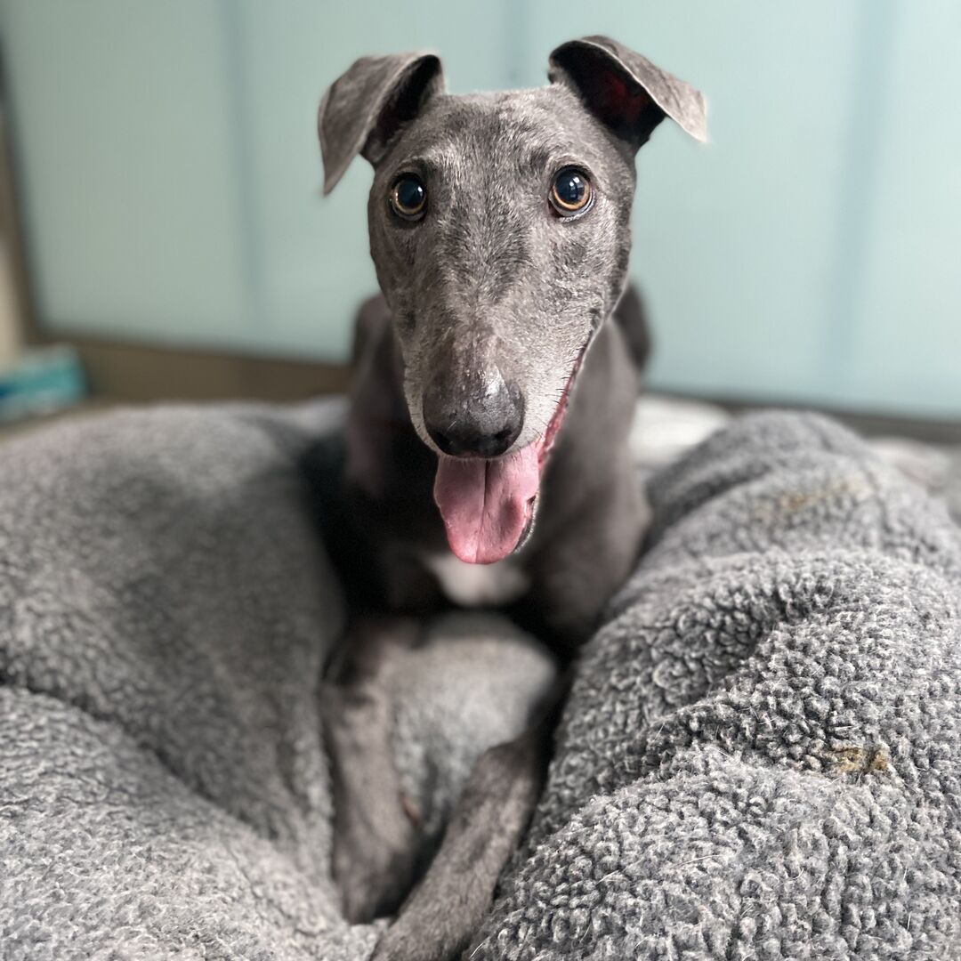 With thunderstorm warnings for this evening, we thought we'd share some helpful advice on what to do if your pooch is scared of loud noises 🌩️👉 bit.ly/3Qm00u3 [Image description: Grey Greyhound laying in a cosy grey bed.]