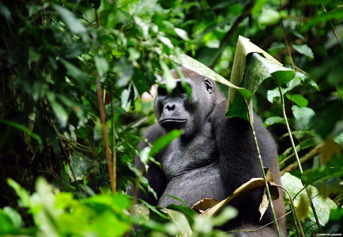 In 2023, @IIED partnered with local experts in three countries to facilitate grantmaking to grassroots organizations working to preserve critical #ape habitats. Hear from these national 'champions' on the process and its impacts: iied.org/grant-making-f…