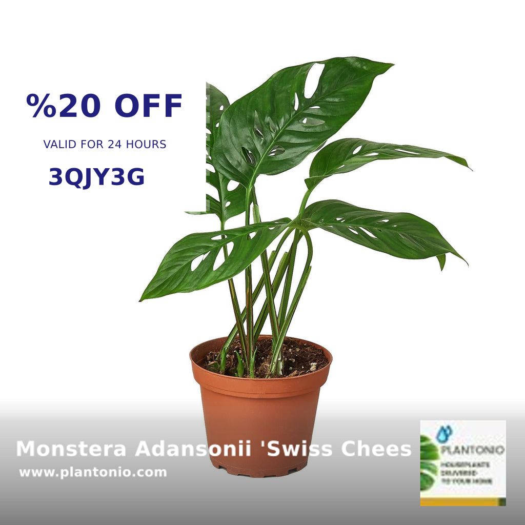 Bring the tropics to your home with the Monstera Adansonii 'Swiss Cheese' 🌿 Easy care, air purifying, and simply stunning. Perfect for any spot with low light. Get yours for just $24 at Plantonio: shortlink.store/upetiq7cpdoc #PlantLover #Monstera #IndoorPlants