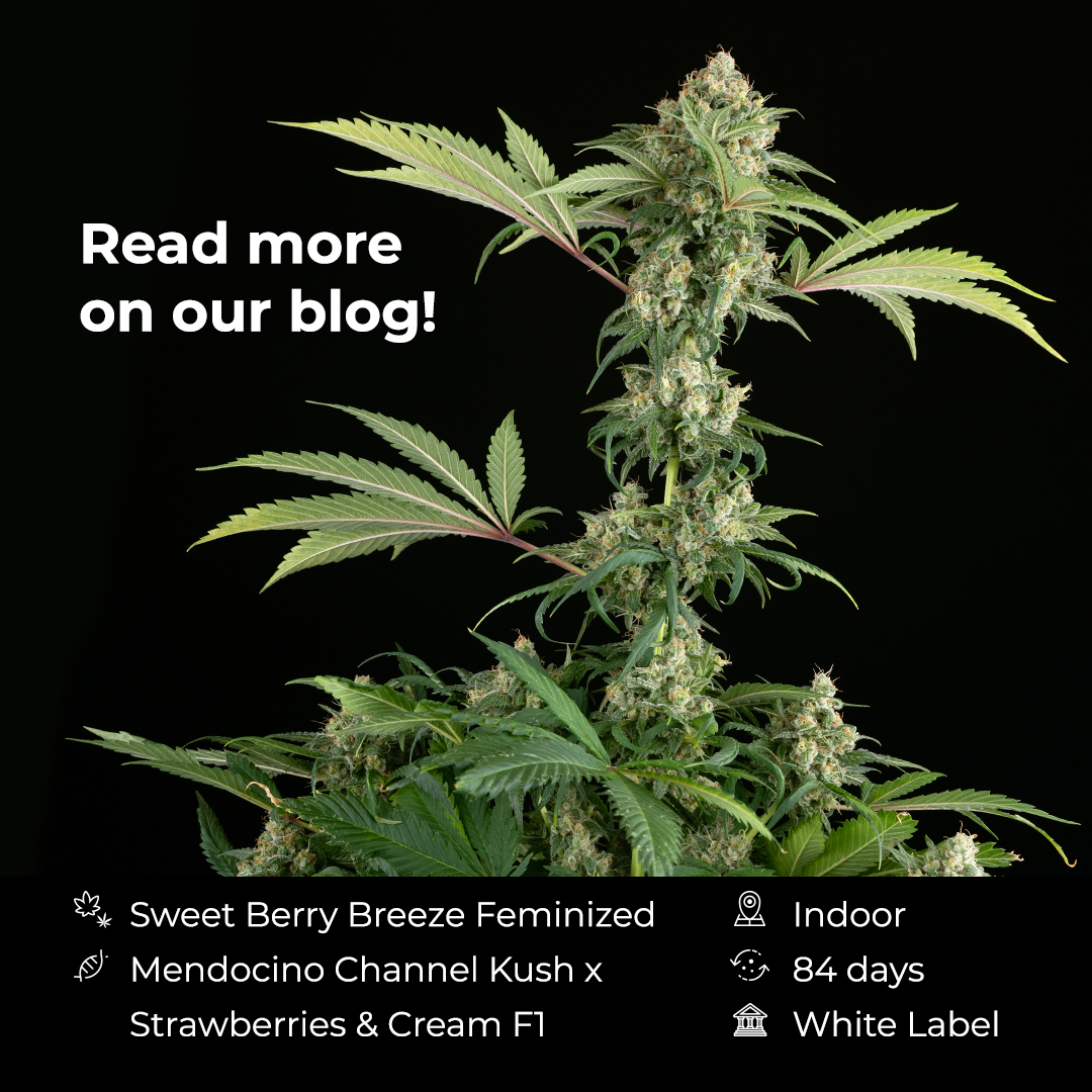 The Sweet Berry Breeze Grow report is now live on our blog!

sensiseeds.com/en/blog/sweet-…

||#SensiSeeds