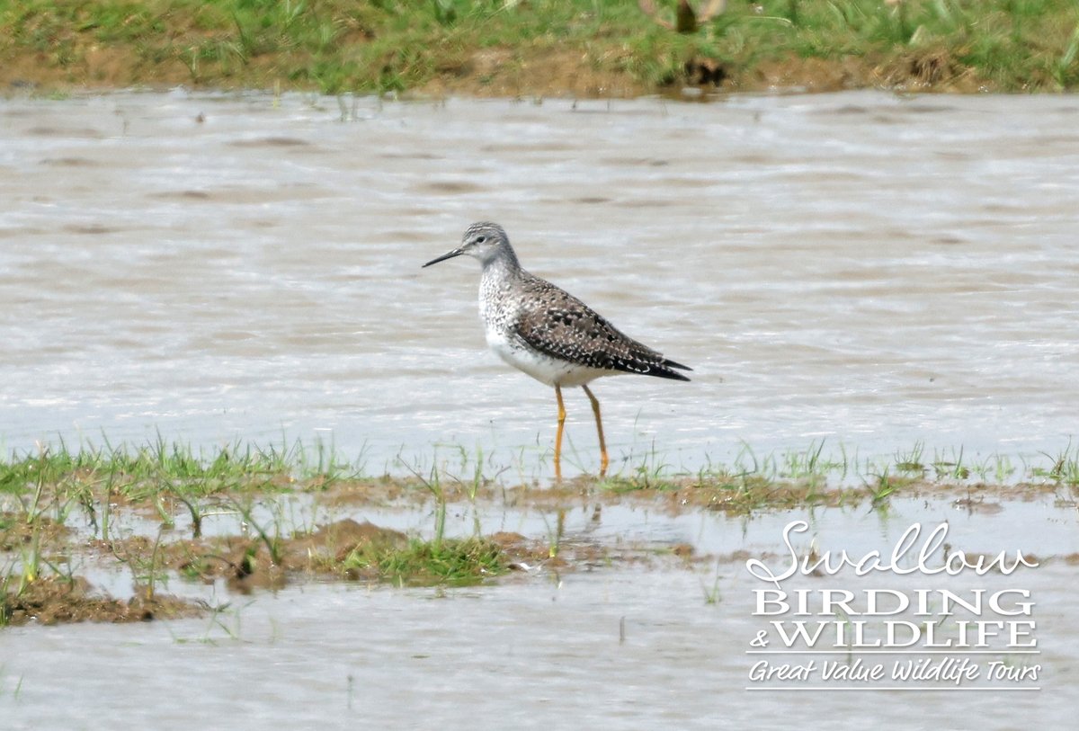 Lovely morning guiding @Natures_Voice Old Hall Marshes reserve and found this cracking LESSER YELLOWLEGS on Bale Field. Other goodies inc 2 CATTLE EGRET, HOBBY, 2 CUCKOO, 17 WHIMBREL and LR PLOVER. #BirdsSeenIn2024 #Birding @Float_photo