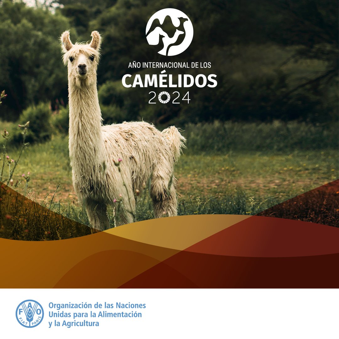 🐪🦙🐫 2024 es el #AñoDeLosCamélidos, la ocasión perfecta para aprender más sobre estos resilientes animales y los beneficios que aportan a millones de personas en todo el 🌎 ➡️ bit.ly/3vCBRIv #IYC2024