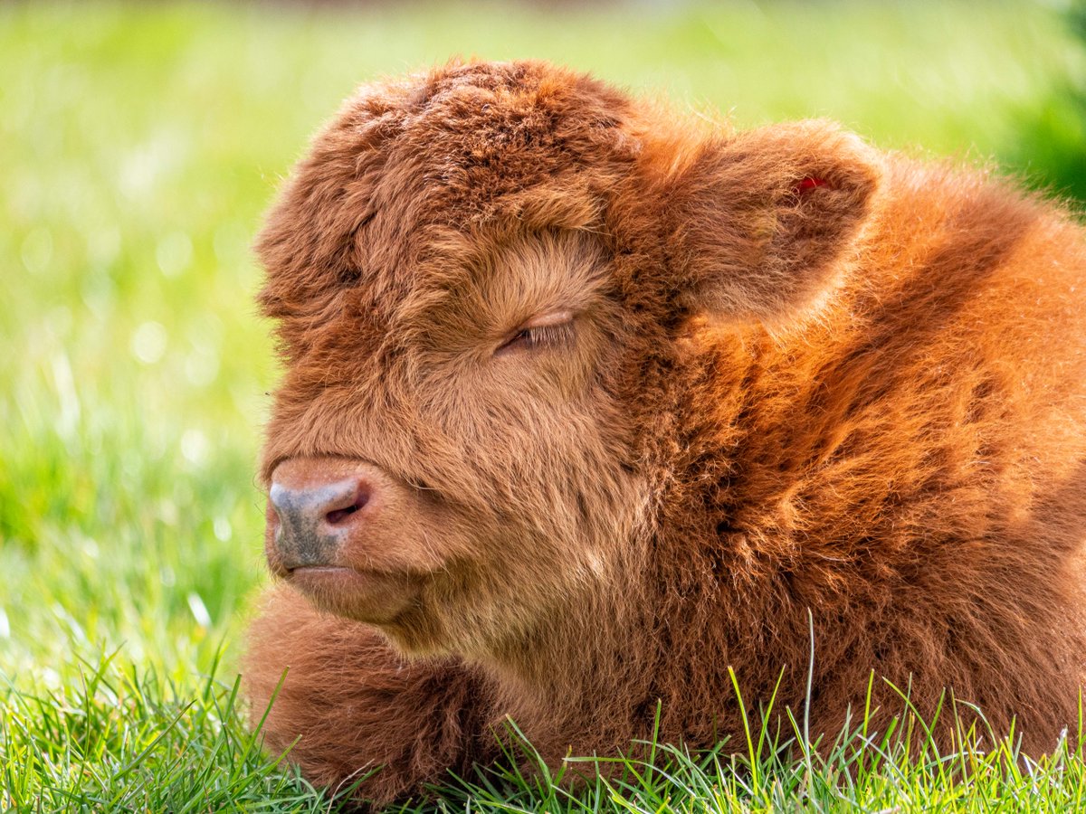 🐮 Adopt a Highland Cow 🐮

Do you know someone who is crazy about Highland cows and wants to help towards the care of the incredible animals here at Noah's Ark? We have the ultimate package for you! 🎁 

Adopt a Highland Cow today.

bit.ly/3kMLEqf 

#highlandcow #zoo