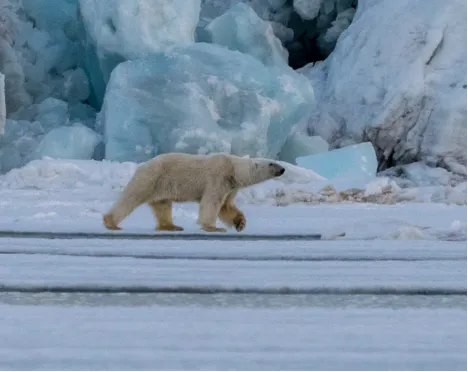 'The money shot of climate change is without doubt that of a polar bear stranded on a tiny island of ice...' - Safina Center Writer-in-Residence @4FishGreenberg on the complicated relationship between #polarbears, ice, and #climatechange.

4fishgreenberg.medium.com/polar-bears-an…