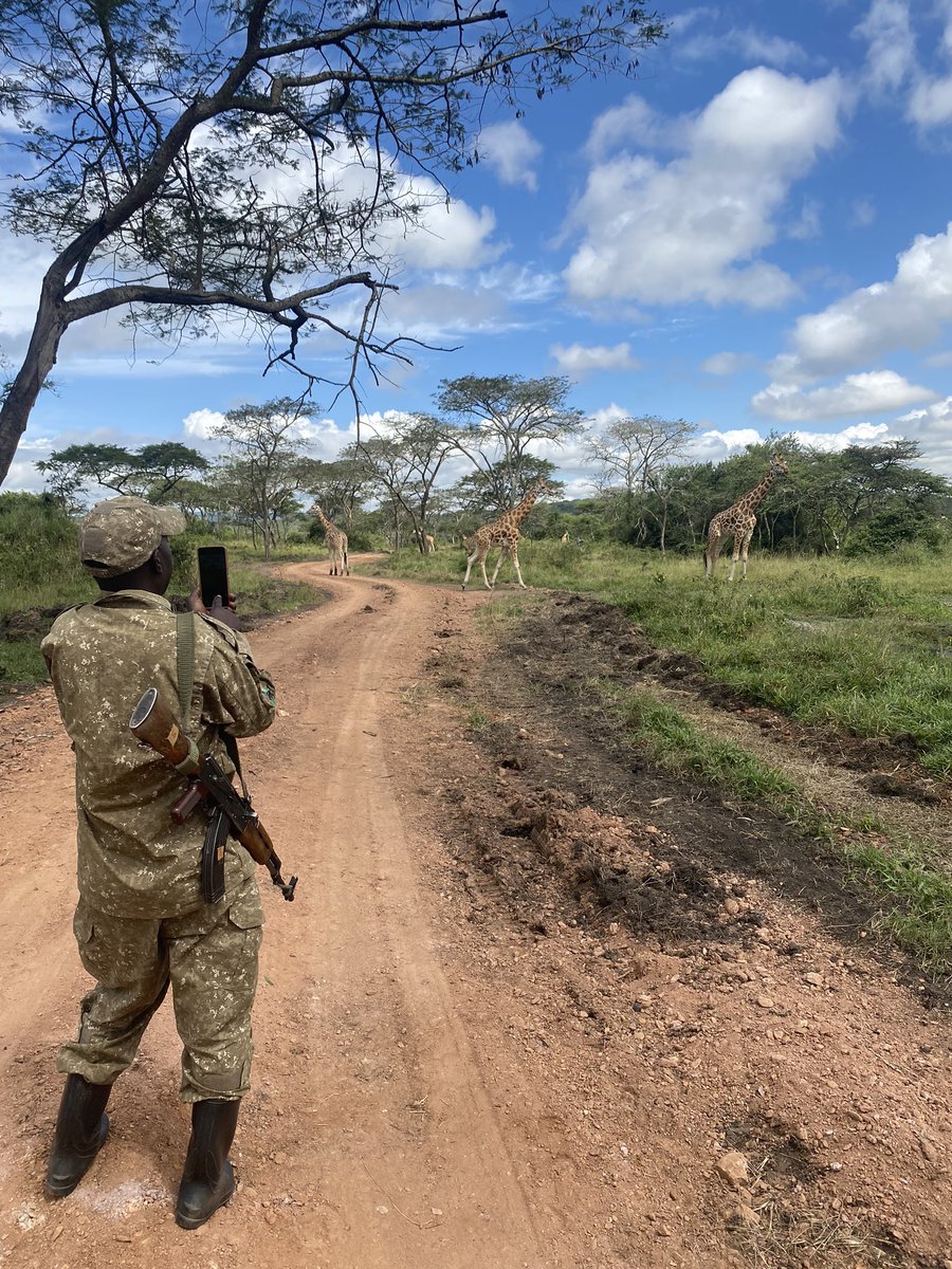 Join Turkana Wildlife Safaris on an unforgettable adventure in Uganda!  Experiencing the beauty of an African safari and  the stunning wildlife. Whether you're a solo traveler, budget traveler, or part of a group!#UgandaWildlifeSafari #AfricanSafari #SoloTraveler #BudgetTraveler