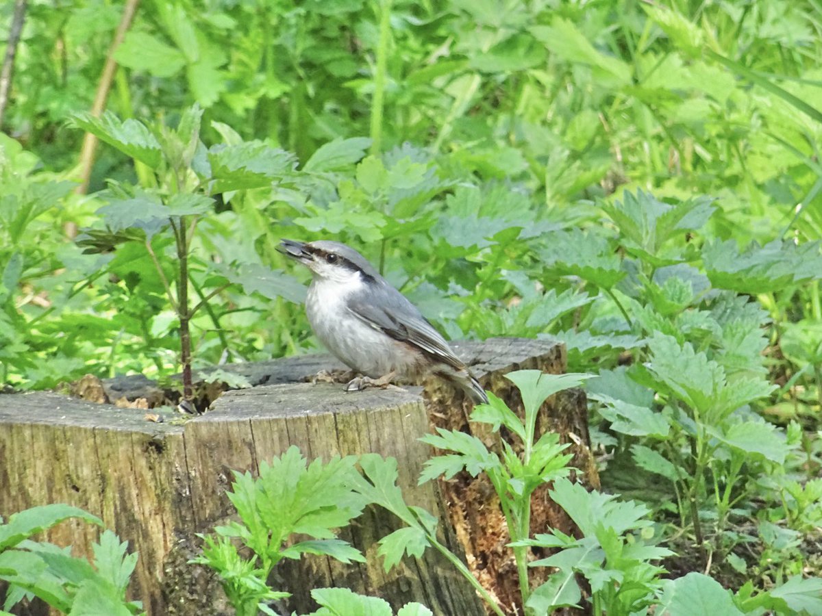 MMeistere's tweet image. Dzilnītis Biķernieku mežā #maijs #putni