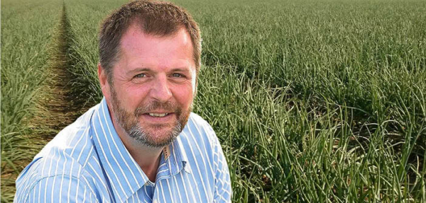 Onion downy mildew risk rising Read more via #HortNews >> hortnews.com/articles/horti… @SyngentaUK #fungicide #herbicide