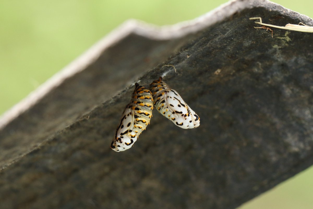 We are entering a very sensitive time for our marsh fritillaries in the rearing pen as they are starting to pupate. In the wild they do this under leaves of scabious and other plants, but in the rearing pens they love to pupate on the sides of plant pots. Photos: @VaughnMatthews2