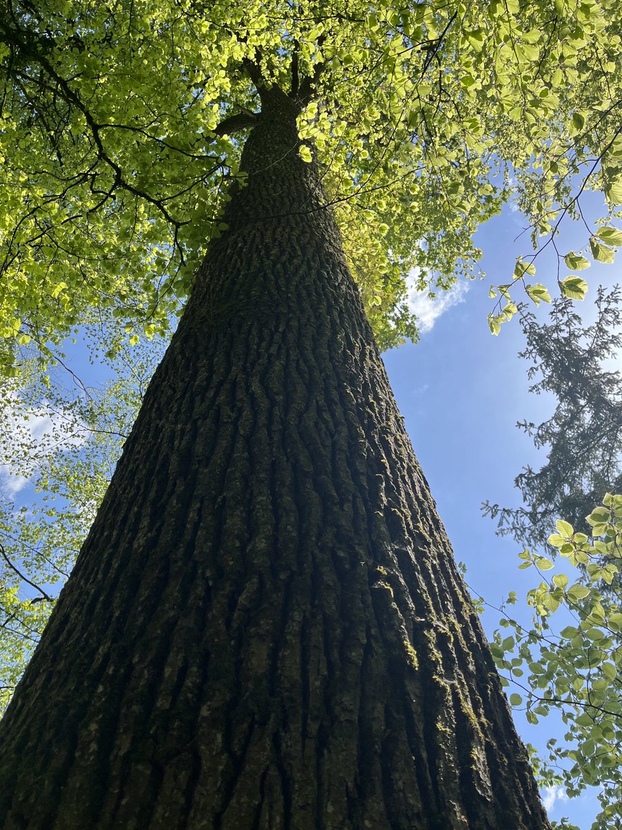 Alte Buche am Gurisee