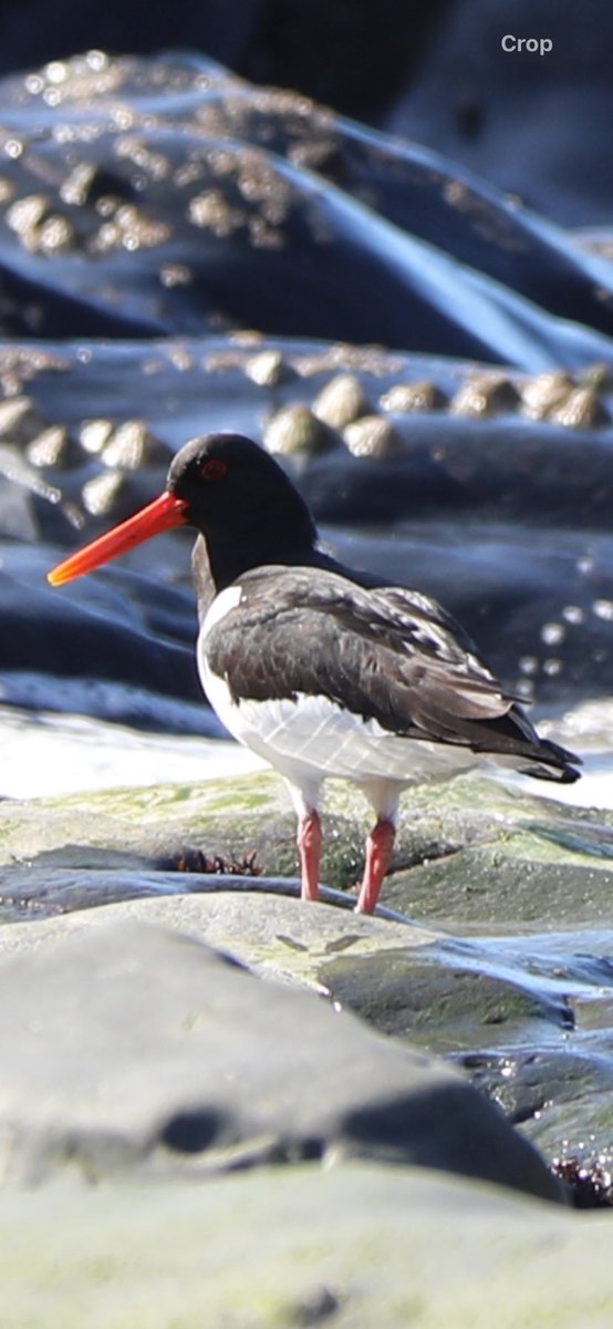 Oystercatchers at Ceibwr Bay, a SSSI and part of two Marine SAC’s and should absolutely be part of Pembrokeshire’s Designated restricted access sites. One of the few paces you can see nesting auks from land without paying for a boat trip.