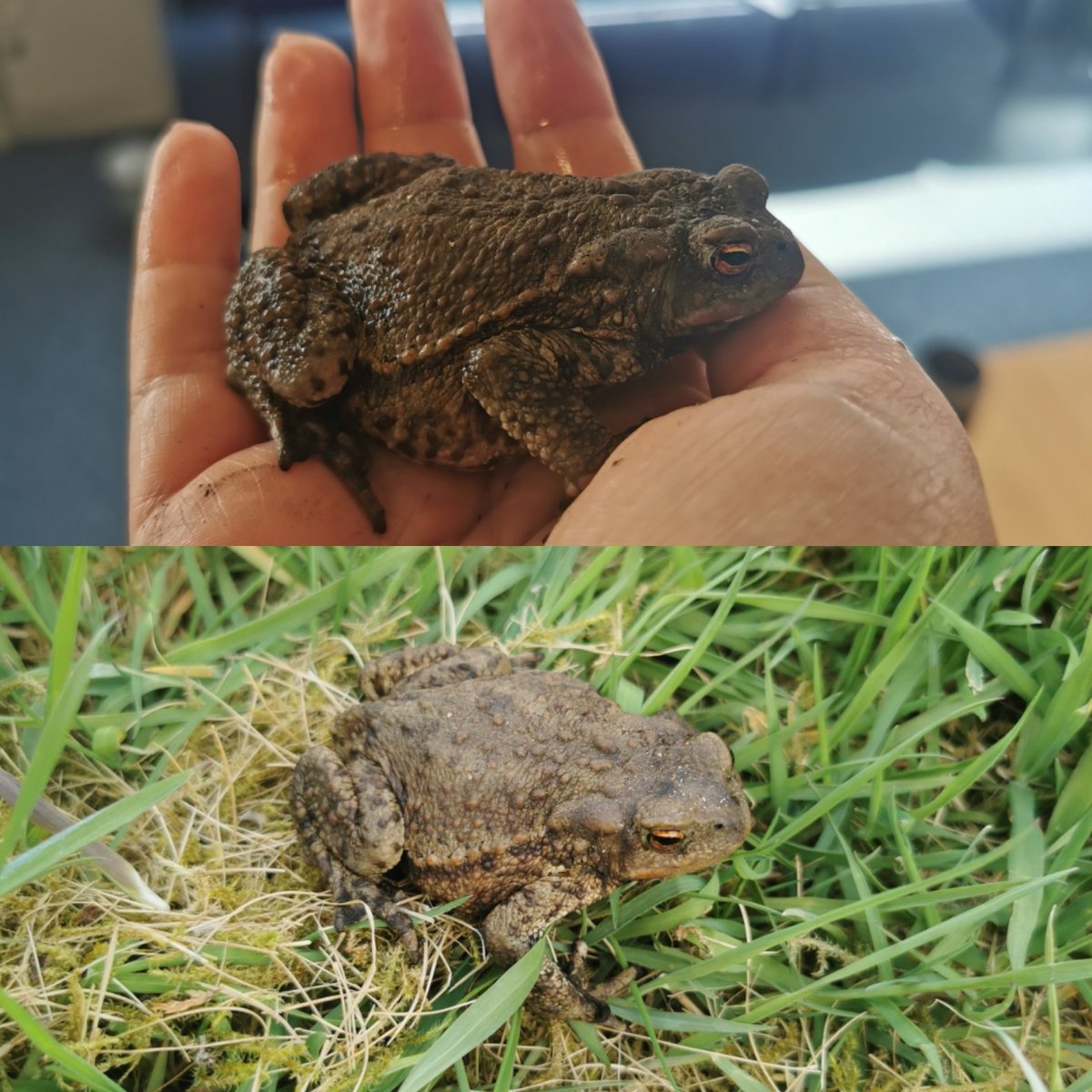 We had a little visitor in nursery today! The children in the Busy Bees found this wee guy in the garden in one of the tyres, so Susan dropped him off near the burn in hopes that he will find a nice home down there!! #nature #loveourplanet