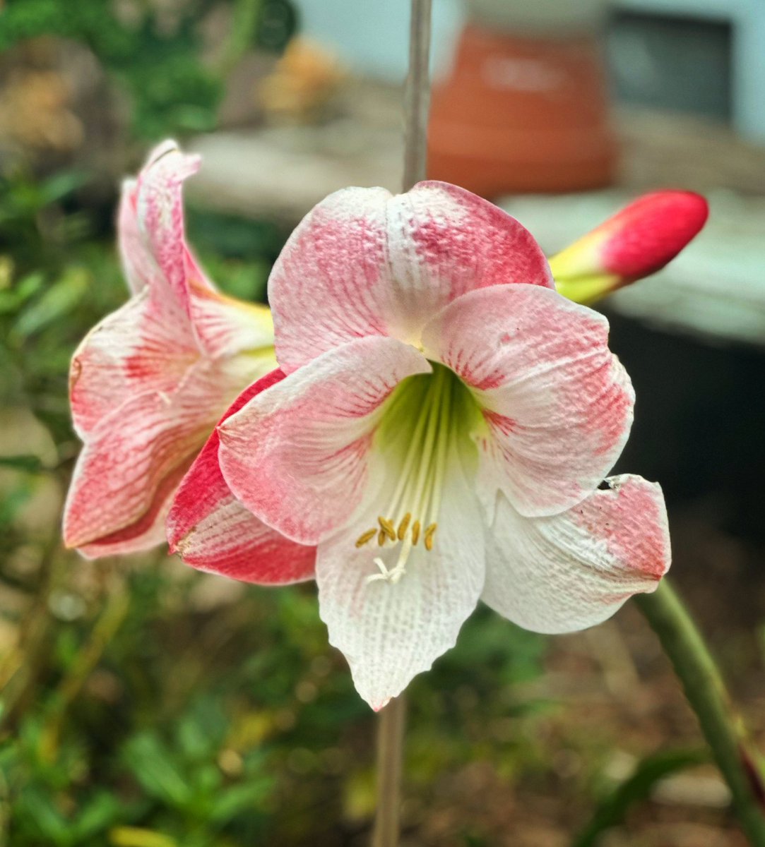 swati shetty tweet media