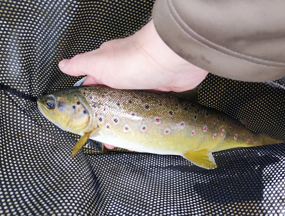 A bar of Somerset gold. #flyfishing #guidedfishing #flyfishinglessons #flyfishinglife #flycasting #trout #browntrout #rainbowtrout #grayling #onthefly #flyfishingnation #outsidedays #salmon #seatrout #dryfly #nymph #Snowbee #flyfishinglife #river #stream #lake