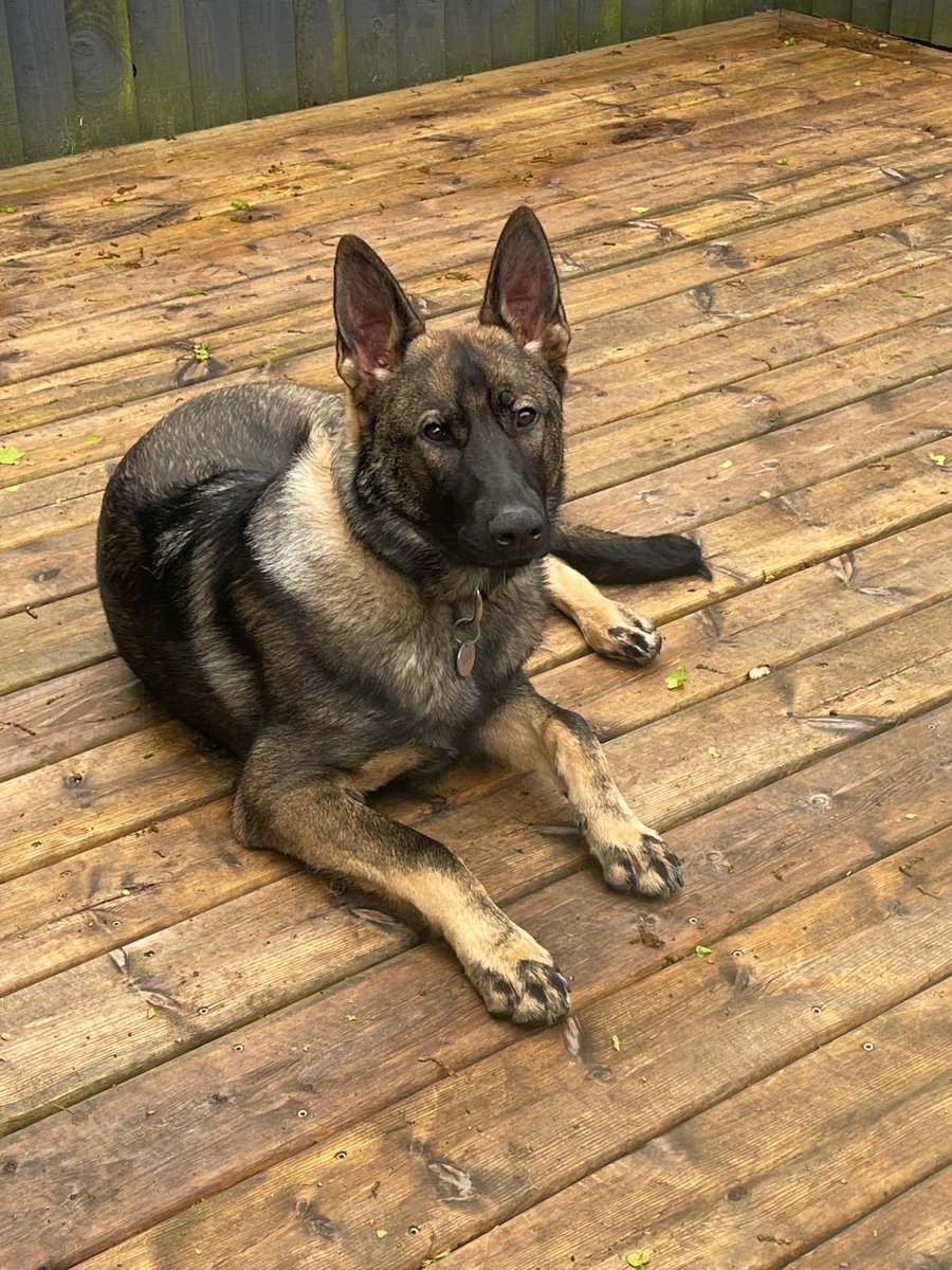 TPD Ace enjoys relaxing on the decking just like his predecessor PD Saka used to.