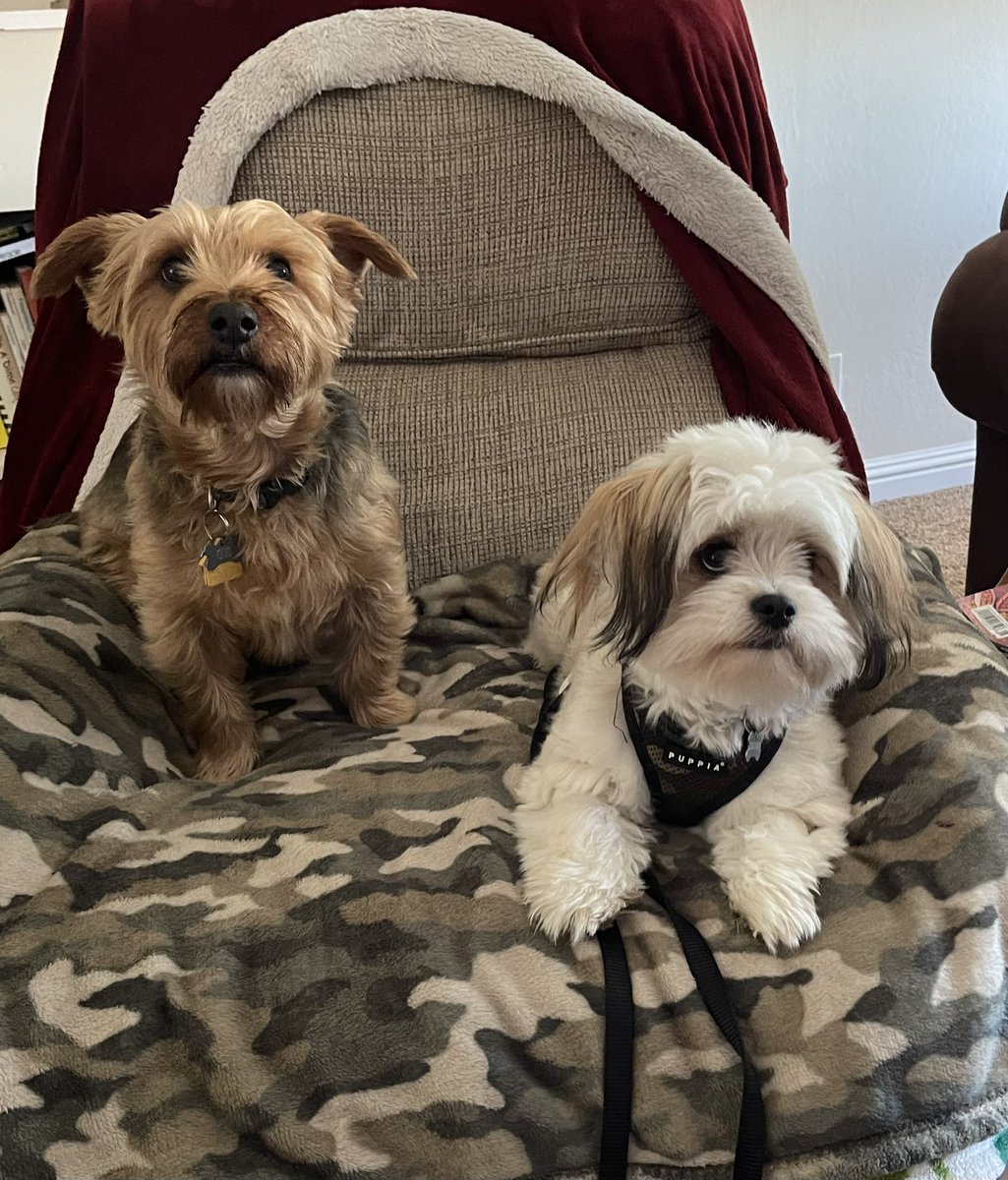 Hi friends it’s Gus and my little bro Gizmo. Gizmo is on his way to the orthopedic doc to find out about fixing his leg, can you guys send some Luck 🍀 his way. Thanks you guys! I let you know what the doc said when mom and Giz get home. Ttyl ❤️🤗🐶🐾🐶🐾