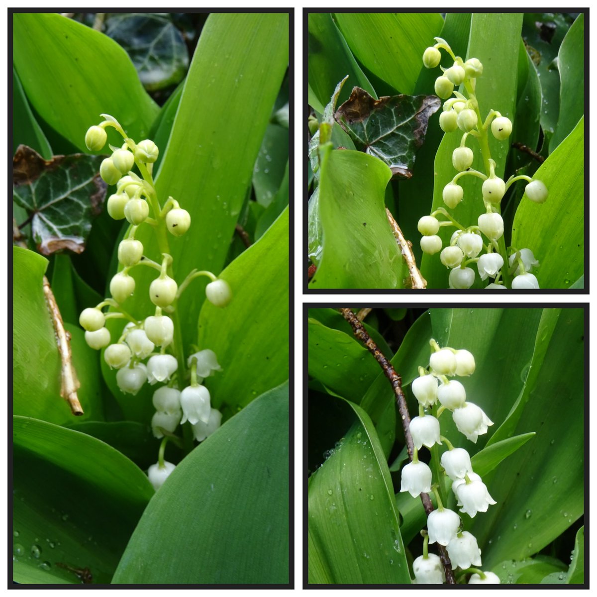 Vanmiddag nog gewandeld maar eigenlijk te warm.. zo handig dat het tuincentrum op de route ligt 😜 daar thee gedronken en weer verder...😃 Fijne avond allemaal slaap lekker straks 💫Tot morgen 🌱☘️🌾🤗 📷 lelietjes van dalen of zeggen jullie meiklokjes?