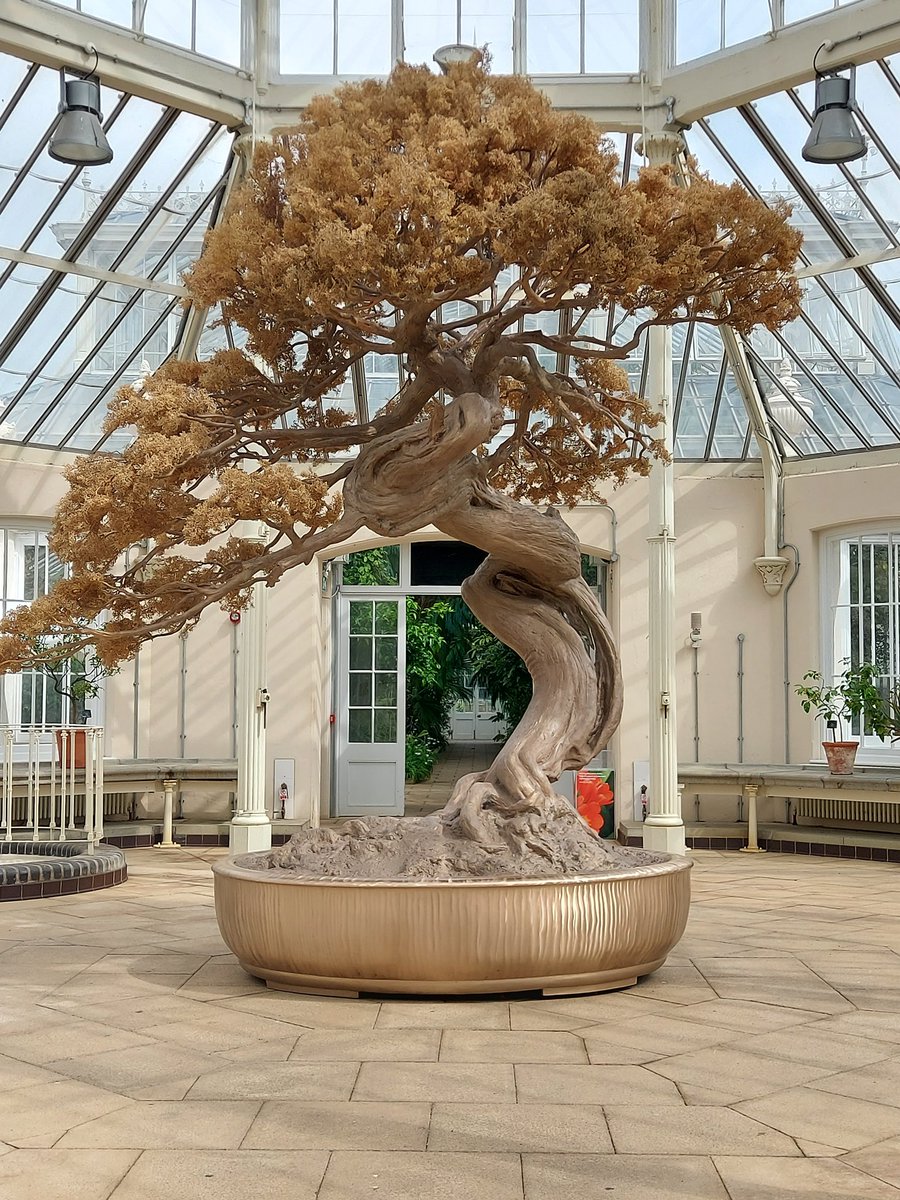 Marc Quinn's Light into Life exhibition <a href="/kewgardens/">KewGardens</a> opens today and lasts all summer. This large bonsai sculpture in bronze took centre stage in the Temperate House.