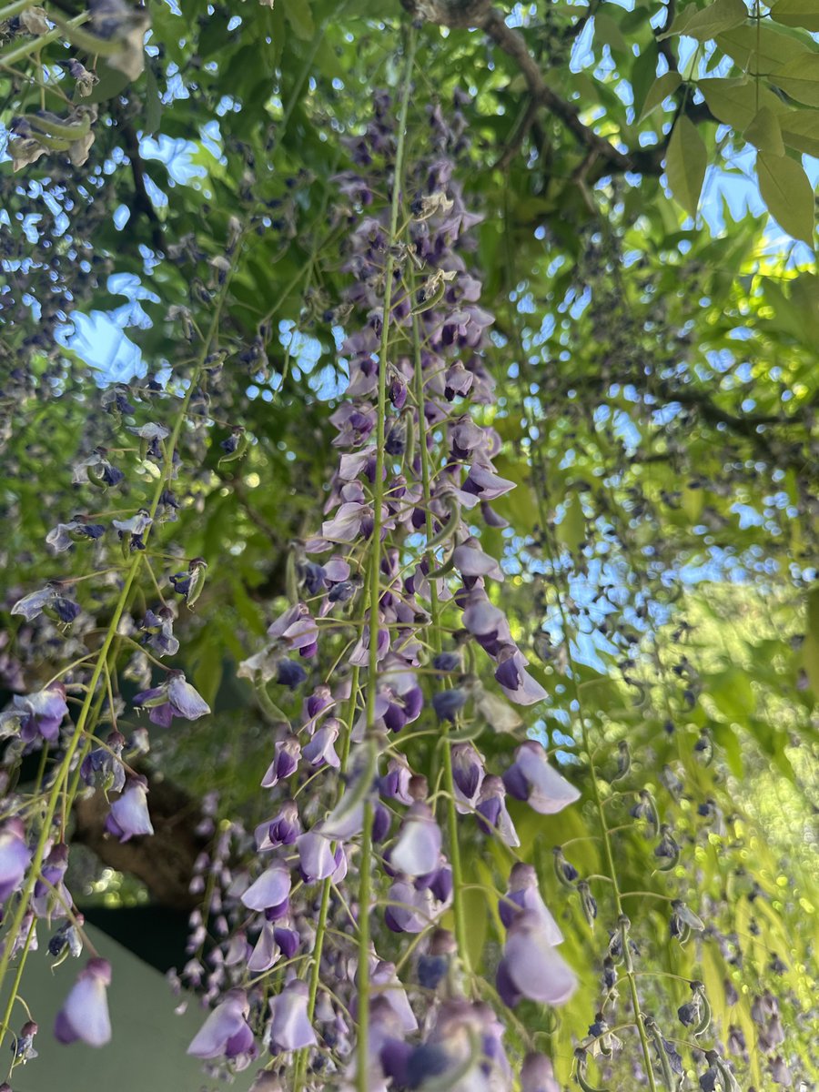 stood under this gorgeous wisteria. it looked like floral raindrops above me 💜