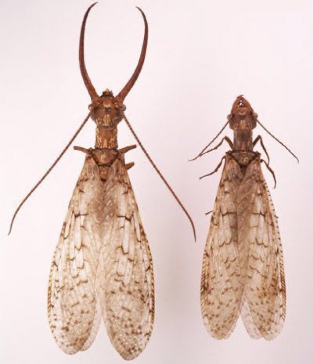 Hola bichodatera, es un macho de alguna especie de Corydalus, de la orden Megaloptera. Sus larvas viven en el fondo rocoso de ríos y riachuelos. Los adultos alados llegan atraídos a las luces de las casas. El macho tiene mandíbulas muy grandes, aún así son inocuos. 📸 L.J. Buss.