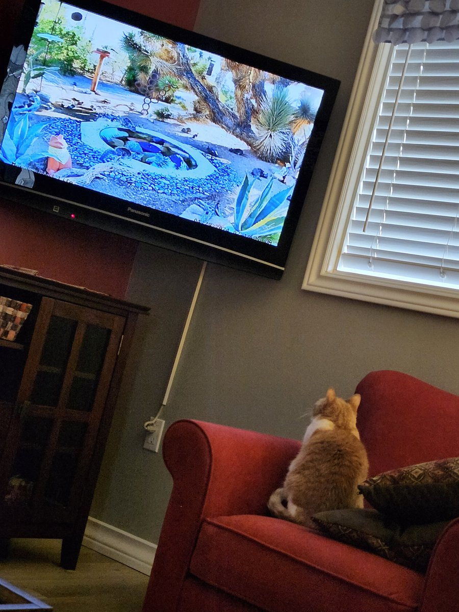 @DuffyCatNL Fanks Duffy.  I've been watching CatTV again. 
💖💖💖😽