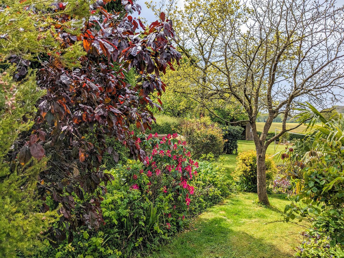 A lovely day spent with my friends & Maisie & Fleur #dogs #garden #sunshine