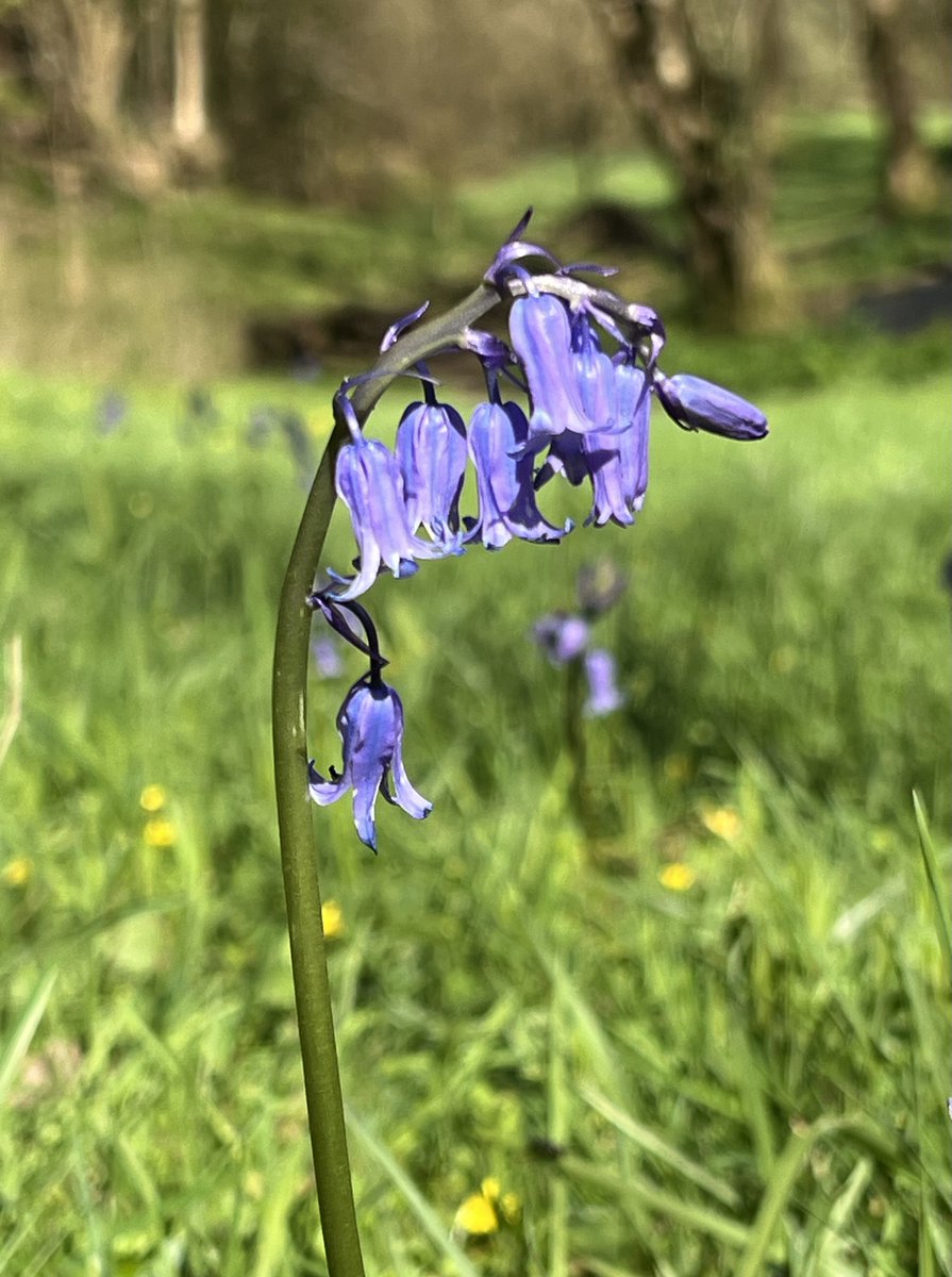 Happy May! Here's one of the many English bluebells I planted from seed with my husband. It takes 5 years for the seeds to form bulbs and finally flowers. We've been waiting patiently. Now so very proud of this beautiful bank! #MayDay2024 #may #Beltane