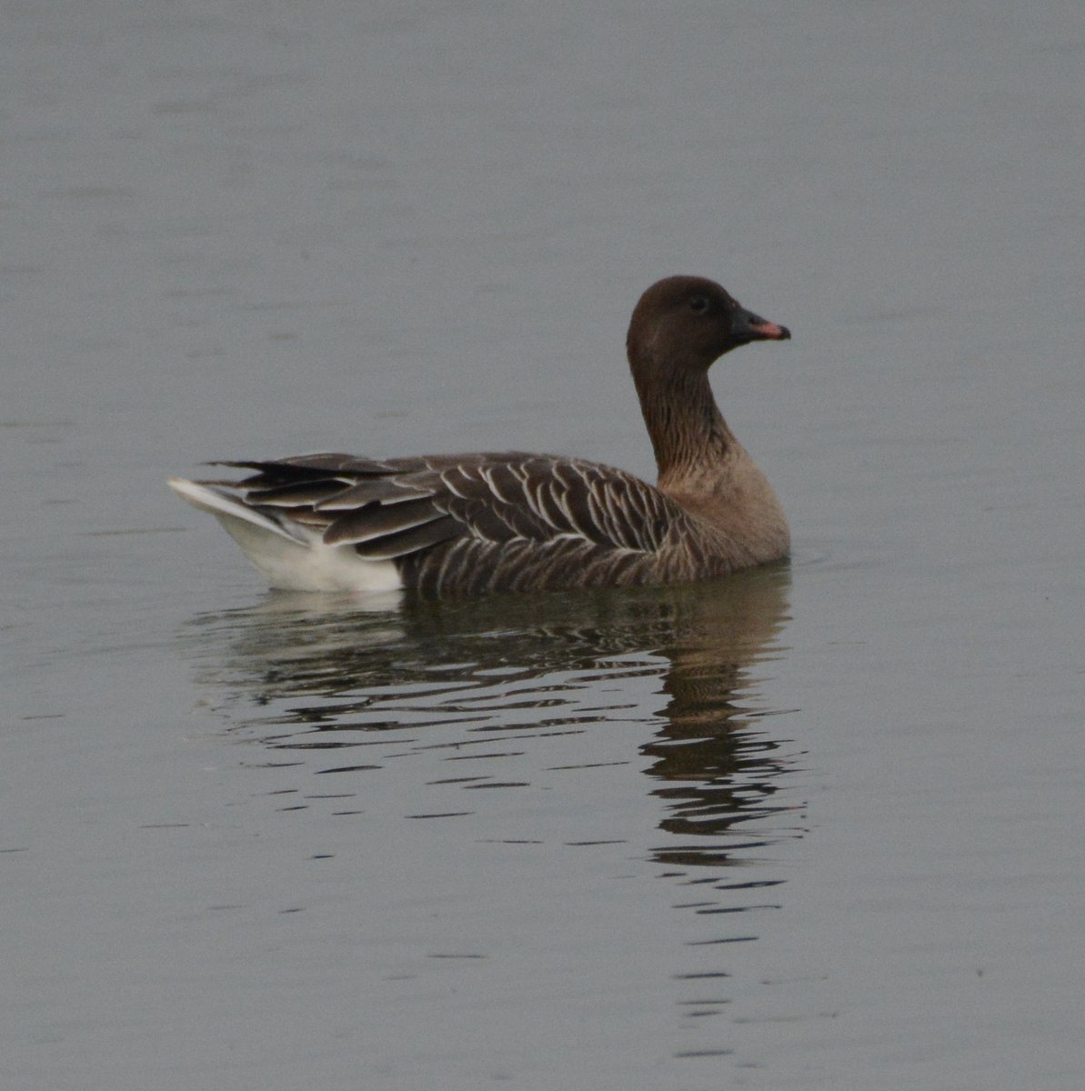 Just a single Pink-footed goose on Crossland's lake, but it did show well from the West path