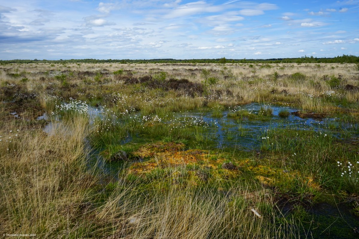 Switching from #hillforts to #wetlands this week to showcase Whixall Moss for #WetlandsWednesday 

A great example of a raised mire covered by a range of wetland vegetation: incl. sphagnum moss, cottongrass and horsetail (a “living fossil” which first appeared in the Jurassic)