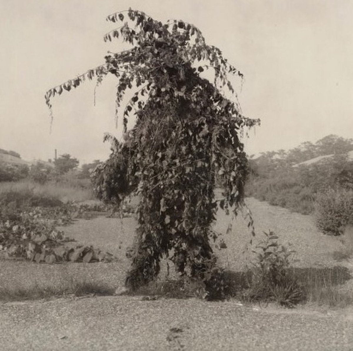 “At times I feel as if I am spread out over the landscape and inside things, and am myself living in every tree, in the splashing of the waves, in the clouds and the animals that come and go, in the procession of the seasons.” Carl Jung. 

📷 Truppe Fledermaus, Nicholas Kahn &