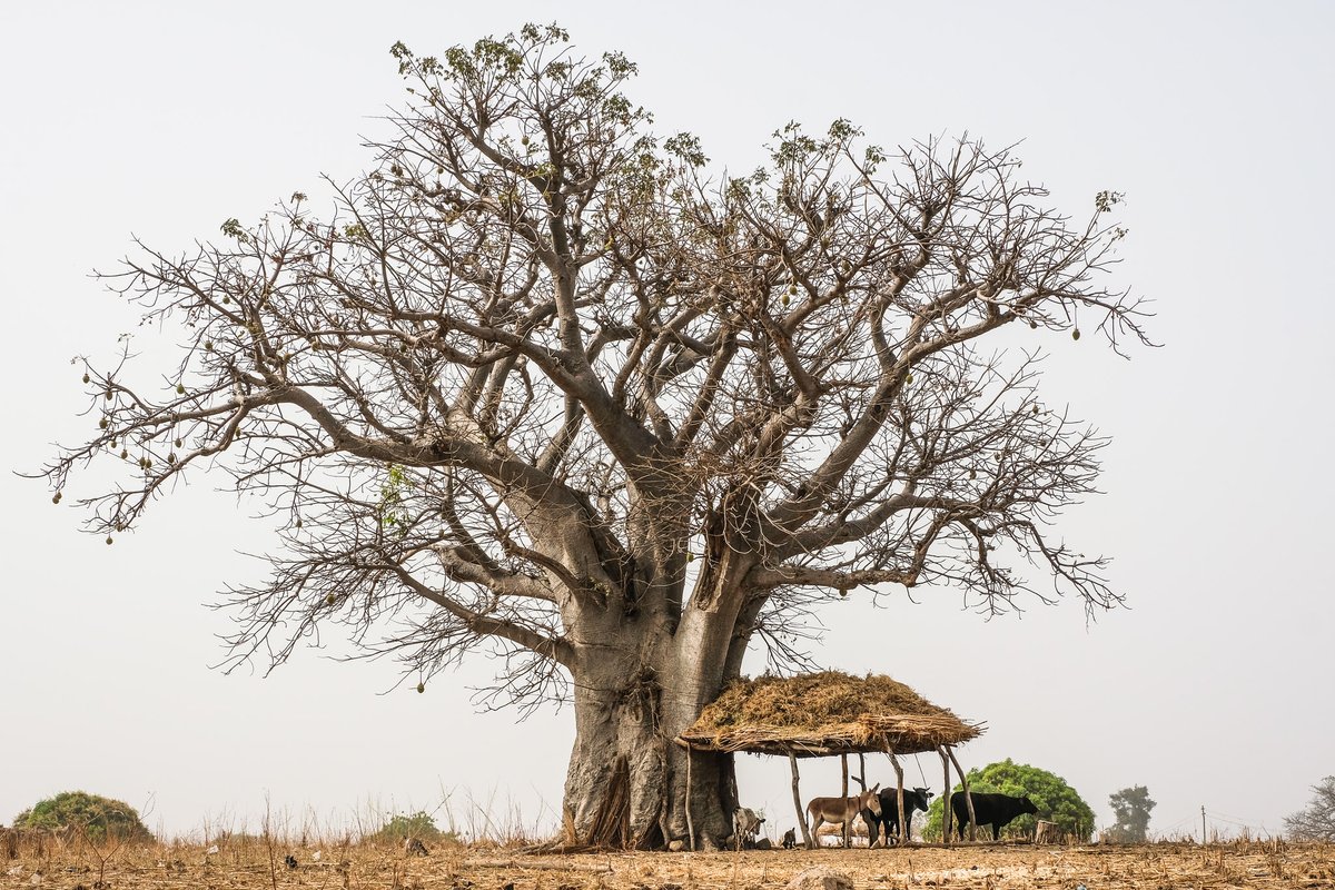 What is #Agroforestry?

It is defined as ‘agriculture with trees’. 
However, it is so much more!

Remember,  There is #NothingBetterThanATree... 🌳 

Get to learn more 🔗 bit.ly/4aXBdFc

#Trees4Resilience