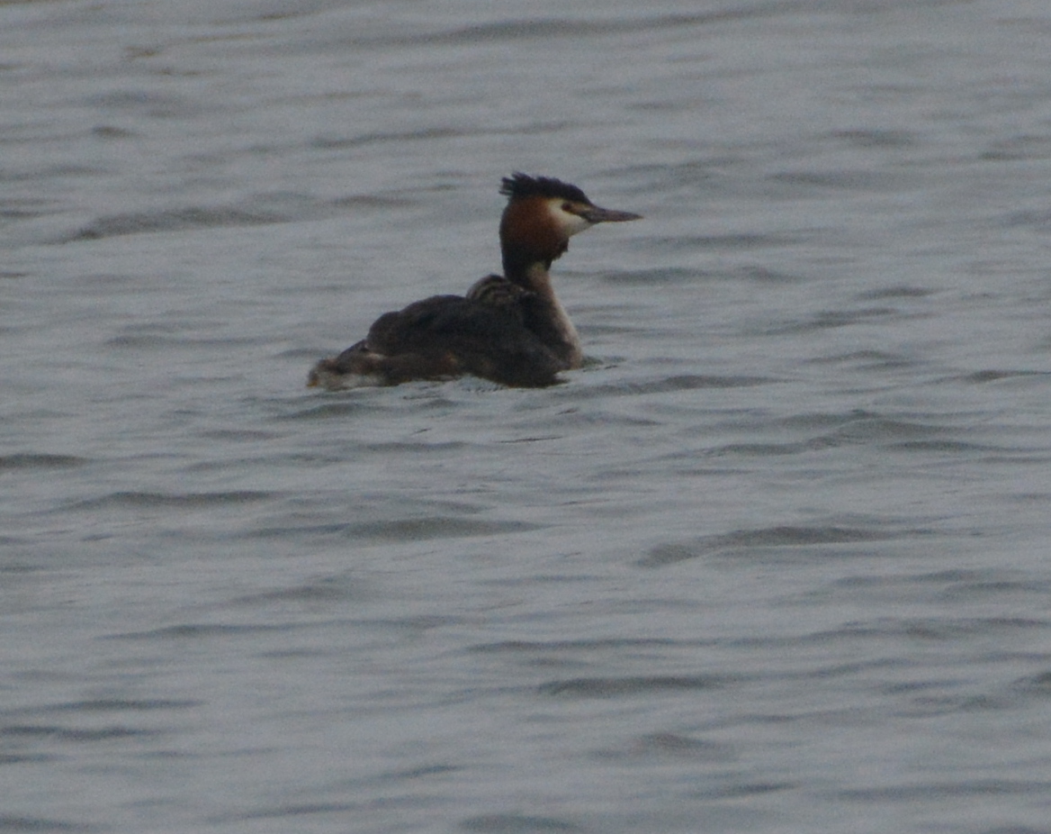 Spot the 'humbugs' on the Cell 2a Great crested grebe