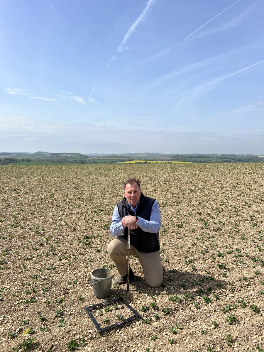 A plant counting, soil sampling kind of day here @southormsby for our @Pulse_PEP #pulse project up on the @LincsWoldsNL in the glorious sunshine and windy day ☀️