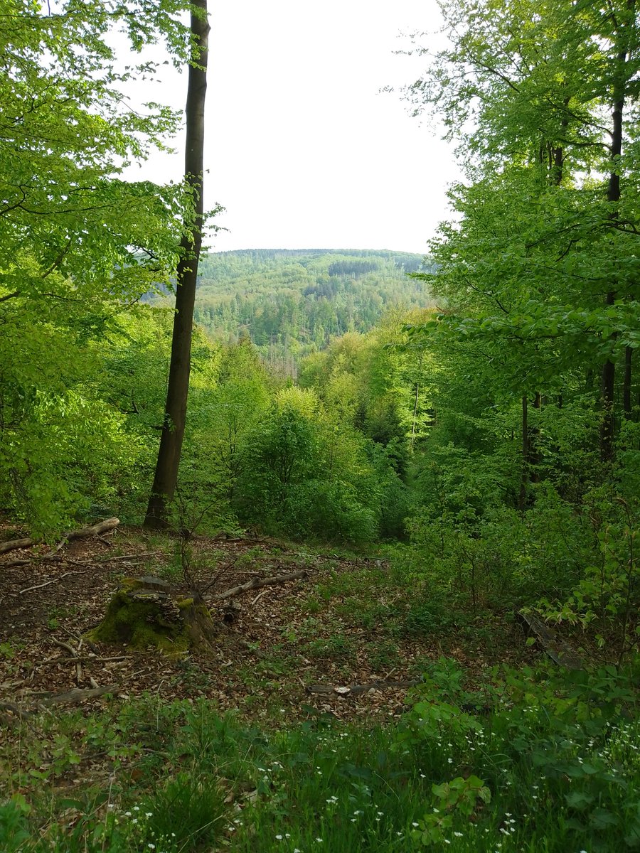 HH03643832's tweet photo. Immer wieder ein wunderschöner Anblick, Wanderung durch den Reinhardswald. https://t.co/iBbn6HJ3ye