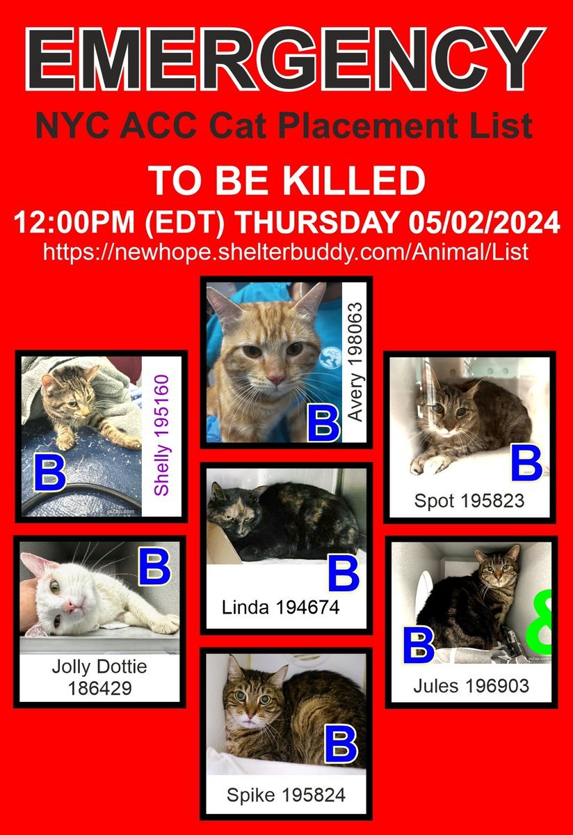 THESE 7 POOR CATS –JULES, LINDA, SHELLY, JOLLY DOTTIE, AVERY, SPIKE AND SPOT - ALL AT RISK OF EU ON 5-2-24🔥🔥🔥🔥 PLEDGES WLL HELP STIMULATE RESCUE INTEREST FOR ALL – JULES, SHELLY AND LINDA ARE IN PARTICULAR NEED OF PLEDGES - ON EPL TOO LONG – RUNNING OUT OF TIME. 💔😿😱😱😱…