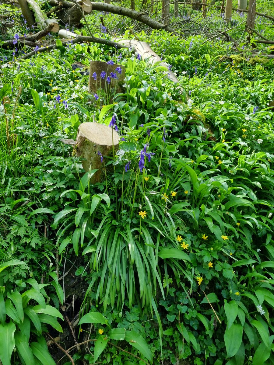 #WildWebsWednesday Trees fallen over in storm earlier this year  cause larger space for woodland flowers, until the other trees move into the vacant space. @WebsWild