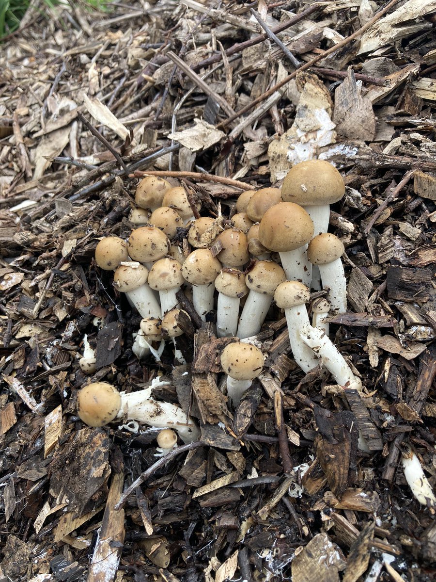 Is this Honey-fungus on my wood chip? Or something else? Smells lovely! @FlowerdewBob @B_Strawbridge