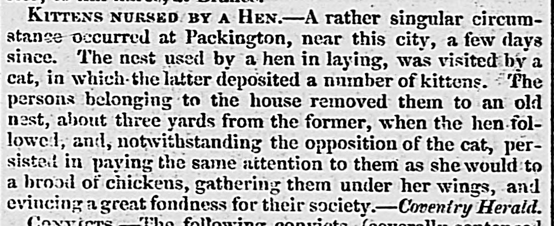 Mother hens be mother henning! 🐥 Leamington Spa Courier 1828 via @findmypast. #genealogy #familyhistory #newspaperarchives