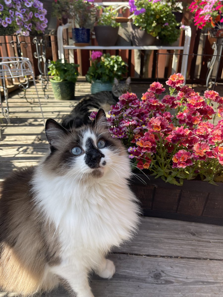 Enjoying the sunshine while out on my first #Hedgewatch of May! Wishing you a happy month of May!❤️☀️🌸🌷🌼🌳❤️Badger❤️ #CatsOfTwitter #CatsOfX #WhiskersWednesday #May1st