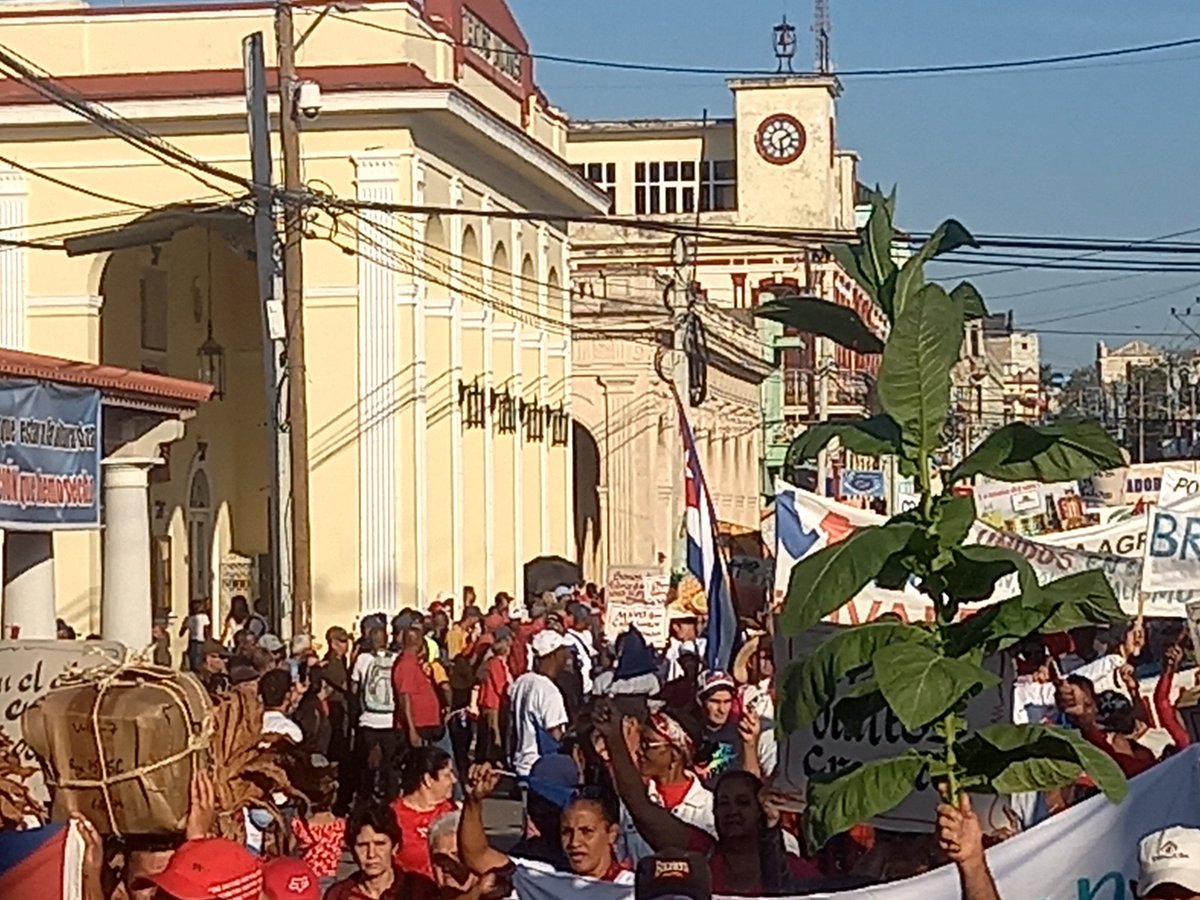 Los trabajadores del sector tabacalero participaron masivamente en el desfile por el #1Mayo #PorCubaJuntosCreamos #PinardelRío @DiazCanelB @DrRobertoMOjeda