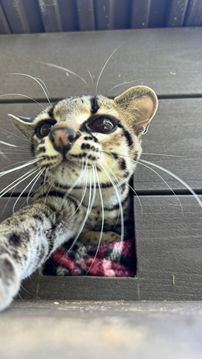 Woke Junie up from a mid-day nap. Obviously we know that “bed-head” is a thing. But what about “bed-whiskers”??? 

#daretocare #whiskerwednesday  #carerescuetexas #margay #animalrescue