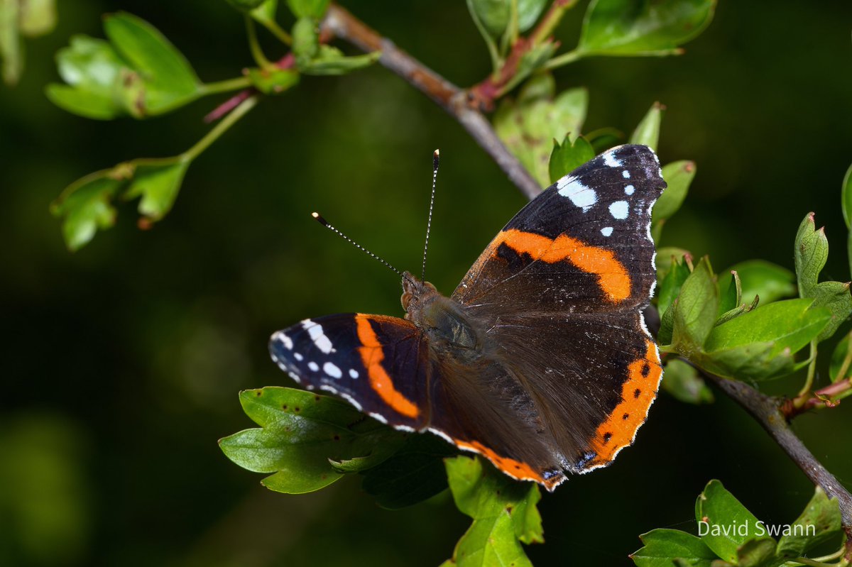 My first Red Admiral of the year in Pickering today. @Natures_Voice @NorthYorkMoors @YorksWildlife @WoodlandTrust @MacroHour @ThePhotoHour @savebutterflies @BC_Yorkshire